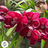 50 Red Cymbidium Orchid flower Seeds (Flower Garden Potted Plants)Thailand Orchids